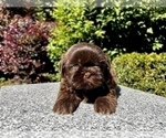 Small Photo #17 Shih Tzu Puppy For Sale in HAYWARD, CA, USA