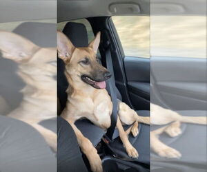 Nova - Female German Shepherd Dog Dog for Adoption - Photo #4