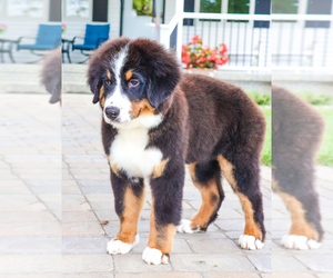Bernese Mountain Dog Puppy for sale in SYRACUSE, IN, USA