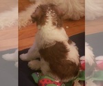Puppy 4 Wire Fox Terrier