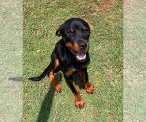 Rottweiler Dogs for adoption in Hillsboro, NH, USA