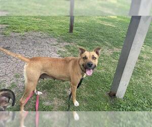 American Pit Bull Terrier-Labrador Retriever Mix Dogs for adoption in Corpus Christi, TX, USA