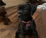 Small Photo #2 Cane Corso Puppy For Sale in LANHAM, MD, USA