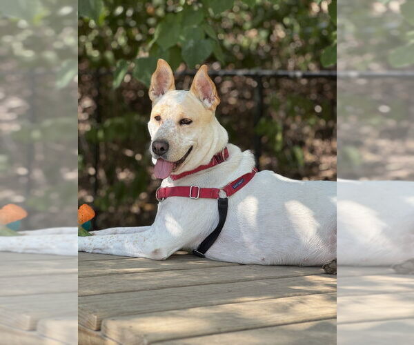 Medium Photo #5 Mutt Puppy For Sale in Elmsford, NY, USA