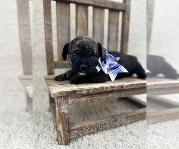 Medium Photo #3 French Bullhuahua Puppy For Sale in Grafton, WI, USA