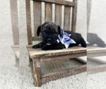 Small #2 French Bullhuahua