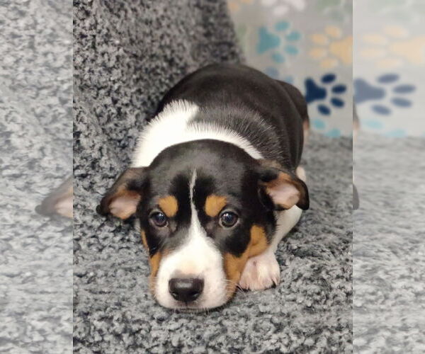 Medium Photo #3 Mutt Puppy For Sale in Royal Palm Beach, FL, USA