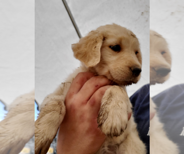 Medium Photo #1 Golden Retriever Puppy For Sale in YUCAIPA, CA, USA