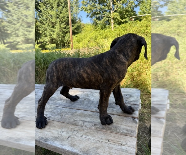 Medium Photo #4 Cane Corso Puppy For Sale in HILLSBORO, OR, USA