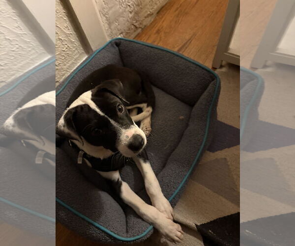 Medium Photo #2 Mutt Puppy For Sale in Aurora, CO, USA