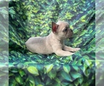 Small Photo #4 French Bulldog Puppy For Sale in EUSTACE, TX, USA