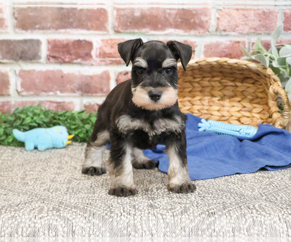 Medium Photo #2 Schnauzer (Miniature) Puppy For Sale in SYRACUSE, IN, USA