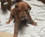 Puppy Puppy 3 pink Rhodesian Ridgeback