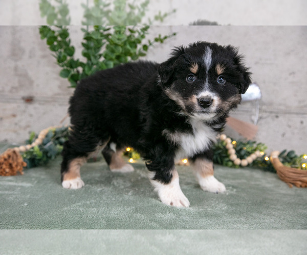 Medium Photo #3 Australian Shepherd Puppy For Sale in CAMDEN, MI, USA