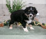 Small #2 Australian Shepherd