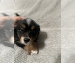 Small Photo #34 Miniature Australian Shepherd Puppy For Sale in QUINCY, CA, USA