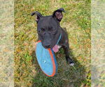 Small #5 American Pit Bull Terrier Mix