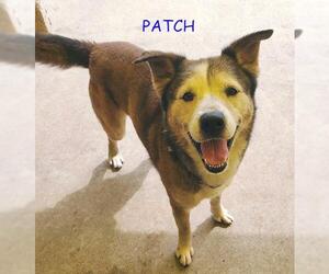 Patch - Male Siberian Husky-Unknown Mix Dog for Adoption - Photo #16