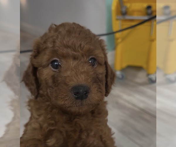 Medium Photo #4 Golden Retriever-Poodle (Toy) Mix Puppy For Sale in GIBSONTON, FL, USA