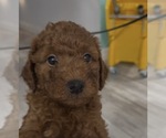 Small #3 Golden Retriever-Poodle (Toy) Mix