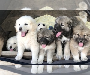 Australian Shepherd-Great Pyrenees Mix Puppy for sale in LOS LUNAS, NM, USA