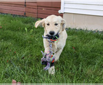 Gwenn - Female Golden Retriever Puppy for Sale - Photo #5