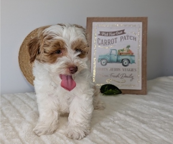 Medium Photo #9 Poovanese Puppy For Sale in GOSHEN, IN, USA