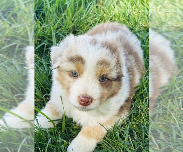 Medium Photo #33 Australian Shepherd Puppy For Sale in SMITHS GROVE, KY, USA