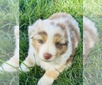 Puppy Rusty Australian Shepherd