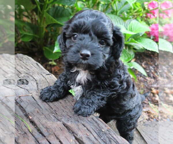 Medium Photo #1 Poodle (Miniature)-Poodle (Toy) Mix Puppy For Sale in EPHRATA, PA, USA