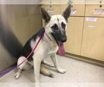 Small German Shepherd Dog