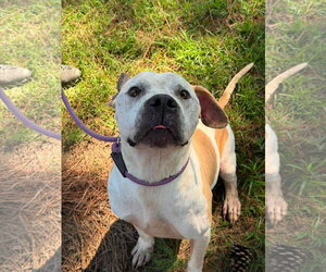 Mutt Dogs for adoption in Holly Springs, NC, USA