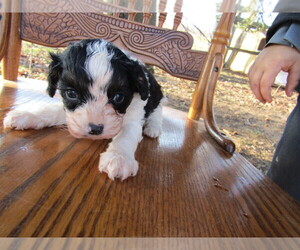 Cavapoo Puppy for sale in LANSING, MI, USA