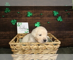 Small Photo #11 English Cream Golden Retriever Puppy For Sale in CLOVIS, CA, USA