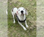 Small #2 Bulldog Mix