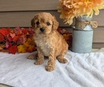 Puppy Max Dachshund-Poodle (Toy) Mix