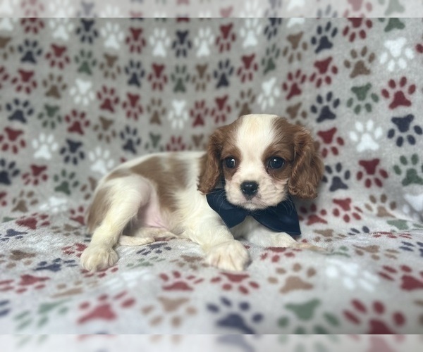 Medium Photo #3 Cavalier King Charles Spaniel Puppy For Sale in LAKELAND, FL, USA
