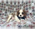 Small #2 Cavalier King Charles Spaniel