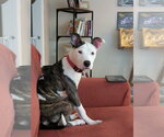 Small #2 Mutt