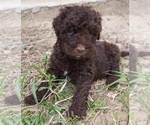 Puppy Puppy 3 star Labradoodle