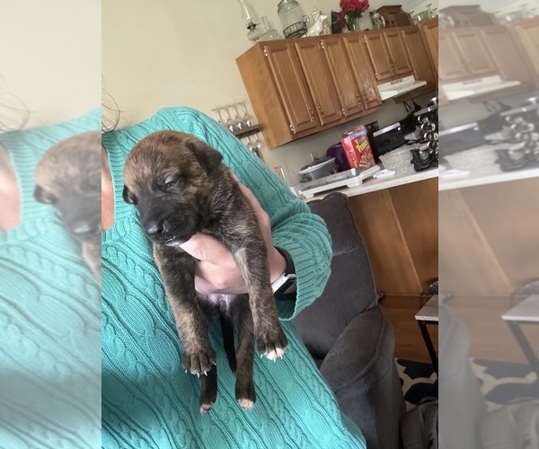 Medium Photo #3 Boxer-German Shepherd Dog Mix Puppy For Sale in RUSTBURG, VA, USA