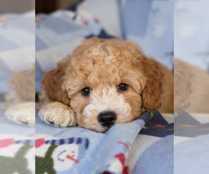 Goldendoodle Puppy for sale in MILWAUKEE, WI, USA