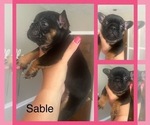 Puppy Puppy #2 French Bulldog