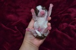Puppy 1 Shih Tzu
