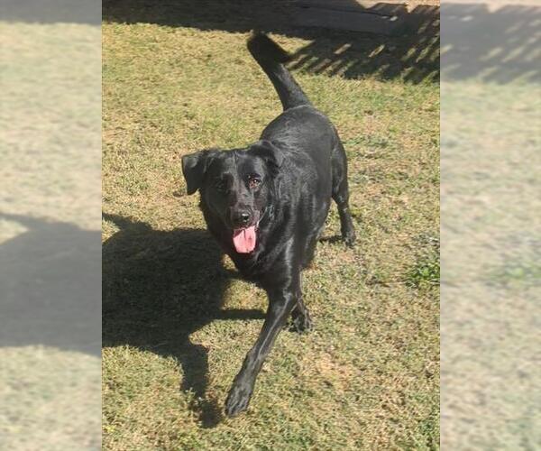 Medium Photo #1 Labrador Retriever Puppy For Sale in Plano, TX, USA