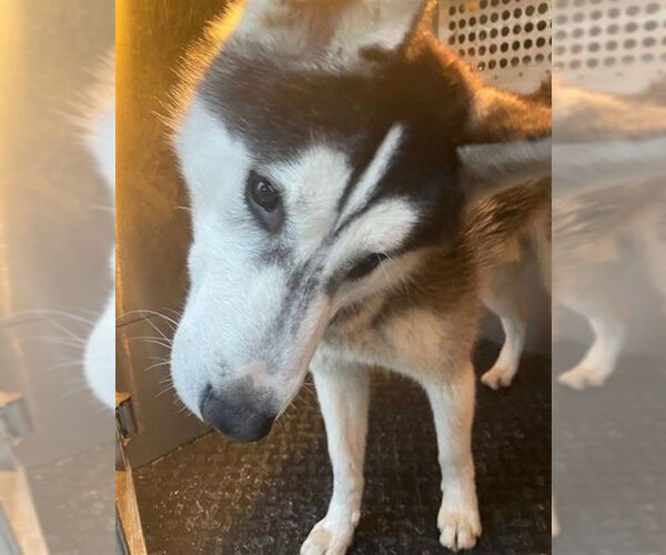 Medium Photo #1 Siberian Husky Puppy For Sale in HESPERIA, CA, USA