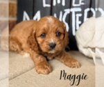 Small #2 Cavapoo