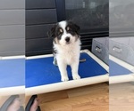 Puppy Black tri girl Australian Shepherd