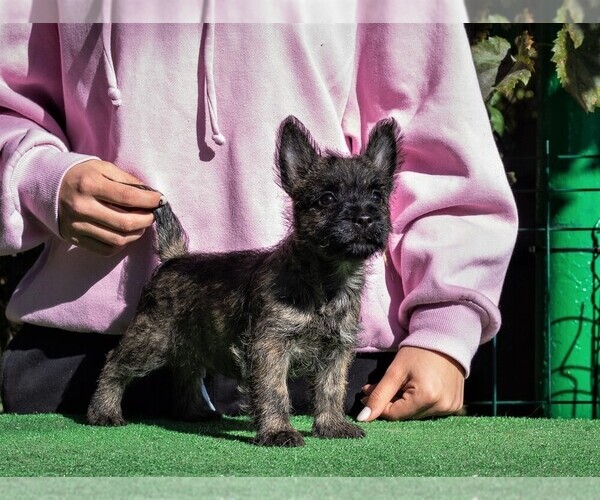 Medium Photo #2 Cairn Terrier Puppy For Sale in Zarnesti, Brasov, Romainia