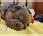 Puppy 5 French Bulldog